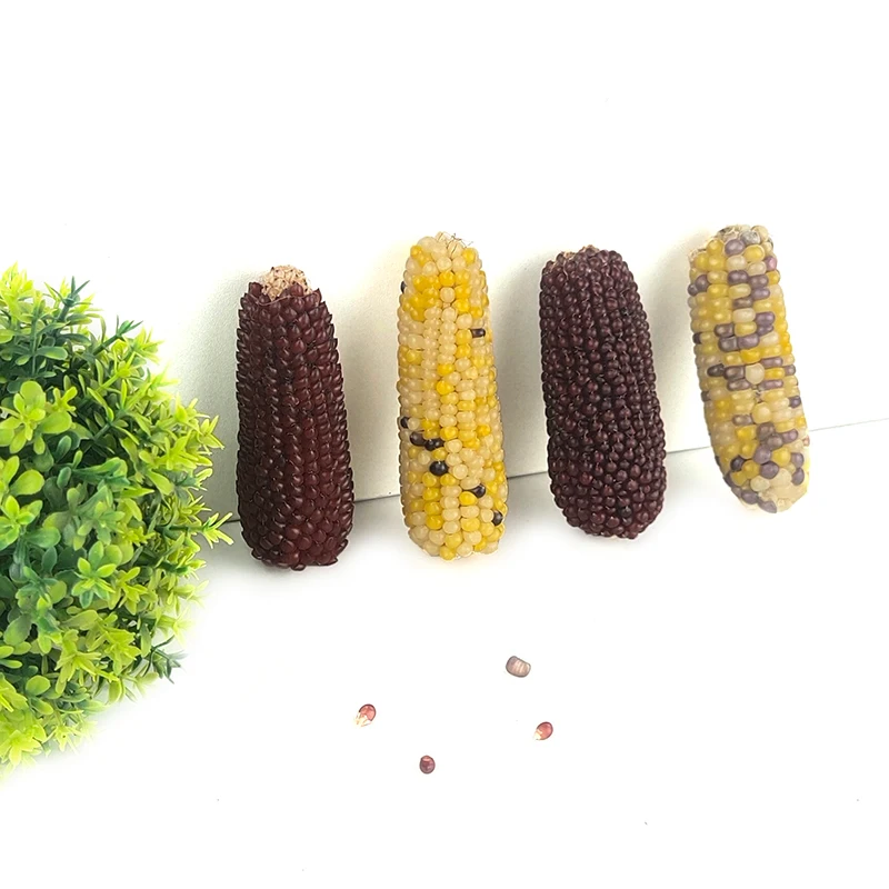 Organic Treats 3 sets in bags Hamster molar stick corn rabbit  guinea pig Sugar glider molar snack rat feed molar stick treat