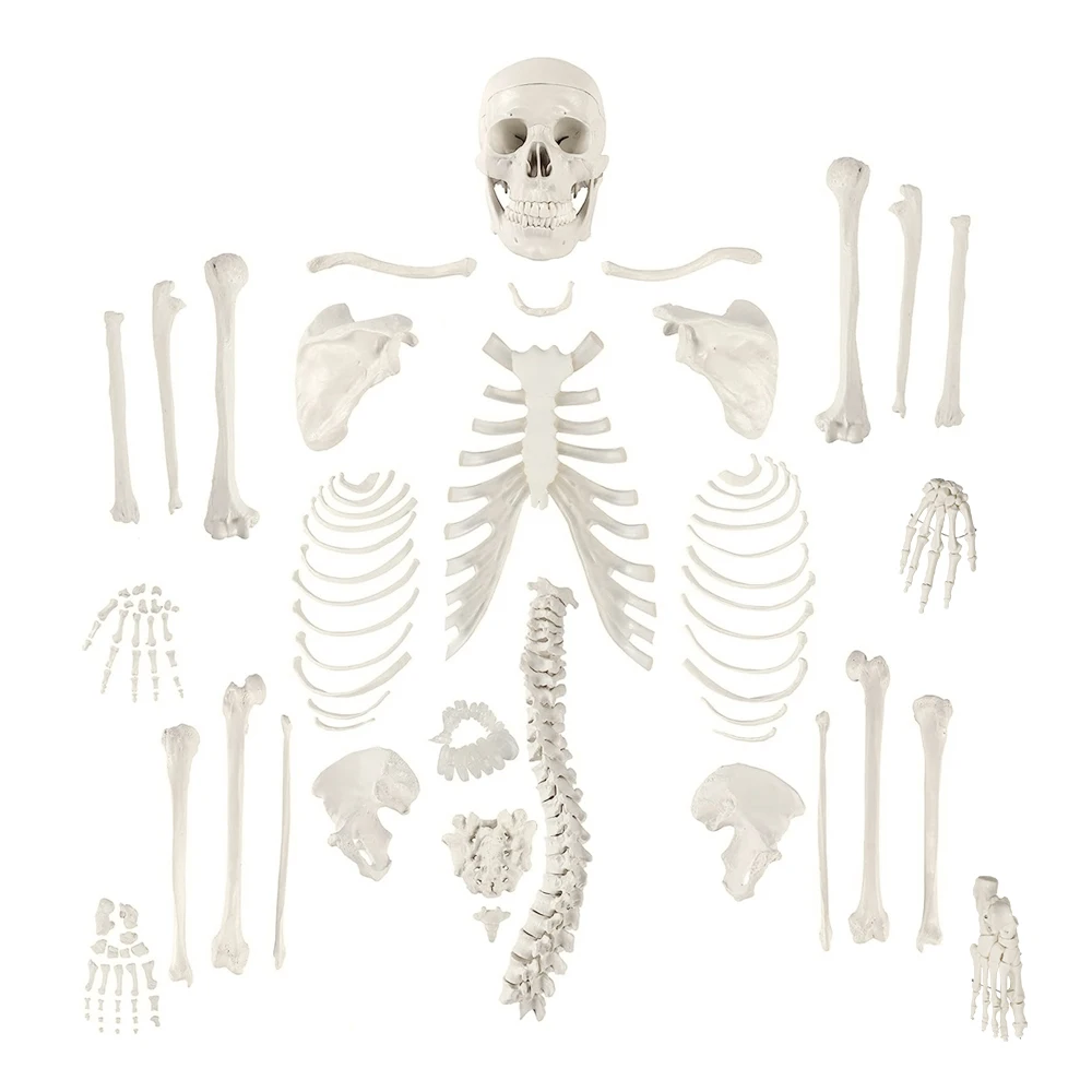 Bone Model FRT001-2 Full Sized 206 Pieces Articulated Left Hand And Foot And An Anatomically Accurate Anatomical Skull