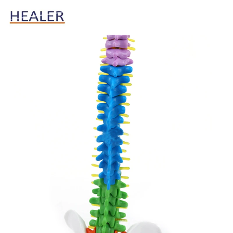 45CM Human Color Detachable PVC  Anatomical Vertebral Column Model Spinal Model with Femur