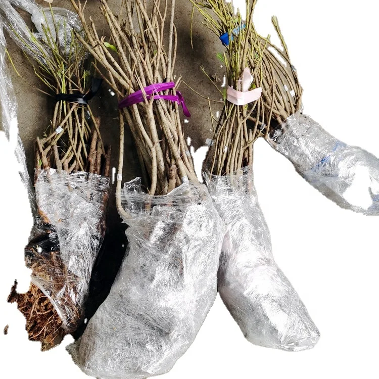 Китайский Сладкий привитый Красный Фиолетовый Цвет Фрукты bayberry растения для выращивания