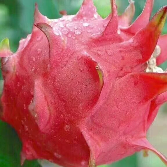 
Dragon Fruit Seeds Red Dragon Fruit China Red Dragon Seeds 