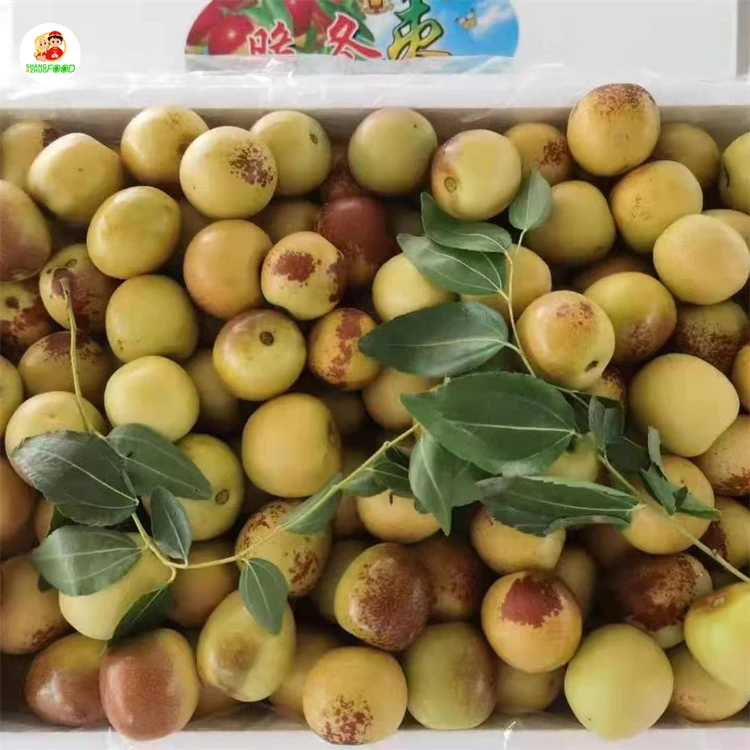 
Fresh winter jujube Hot-sale Fresh Jujube Winter Jujube with good price 