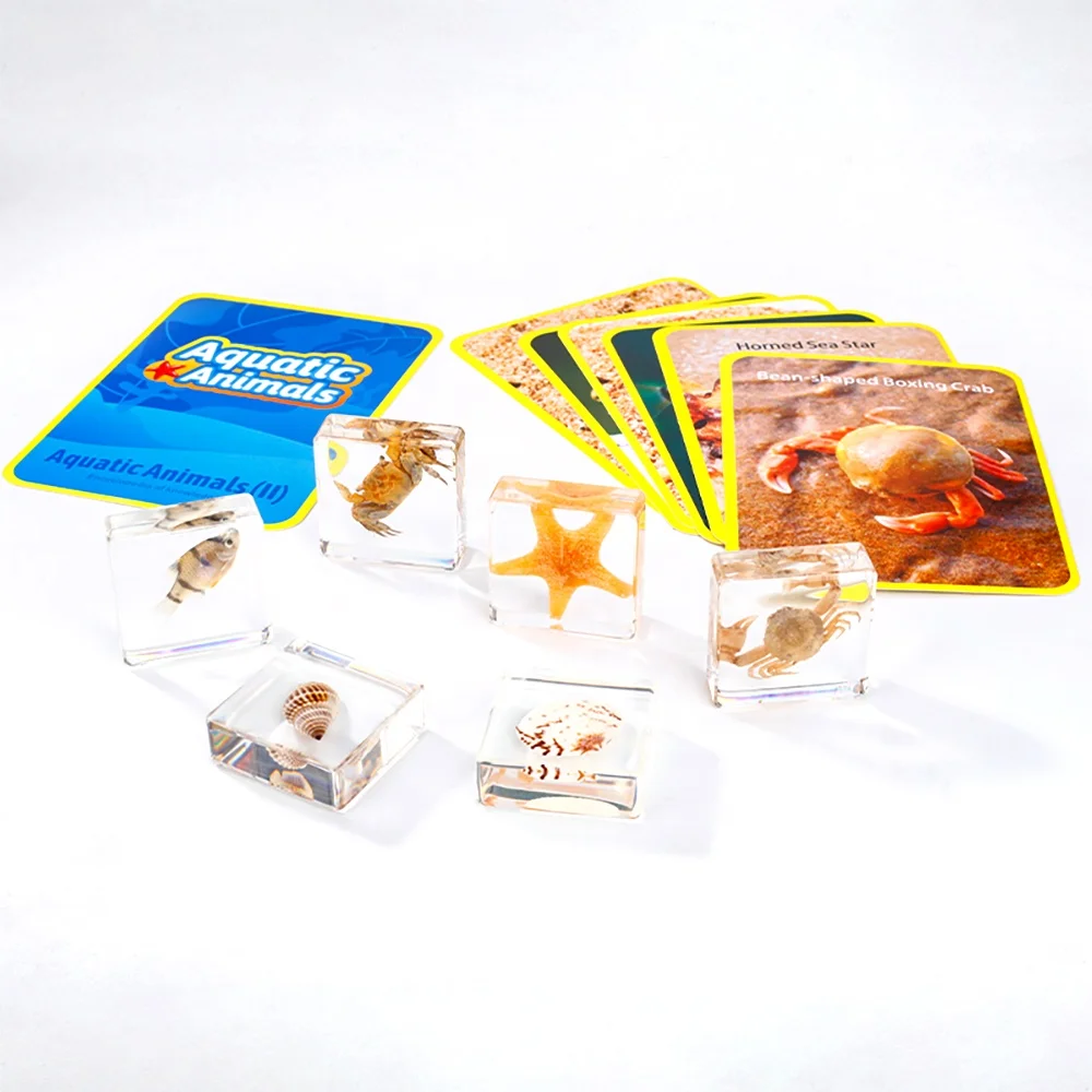 Taxidermi Supplier Science Teaching Aids Embedding Resin Crystal Crafts Stag Beetle Specimen Educational Toys insect taxidermi