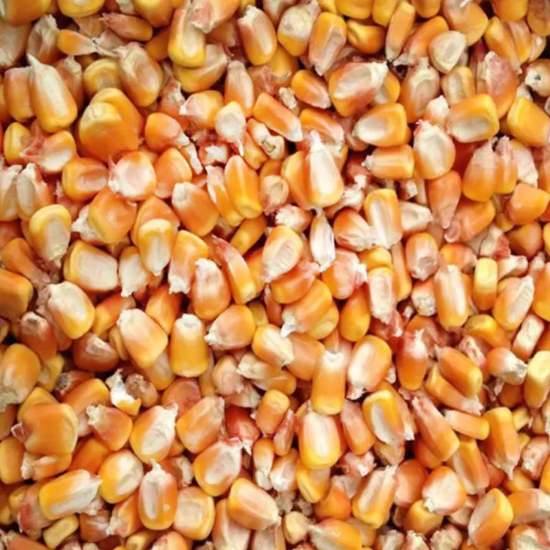 Wholesale animal feed corn price Healthy corn for animals 100% Natural Animal Feed Corn