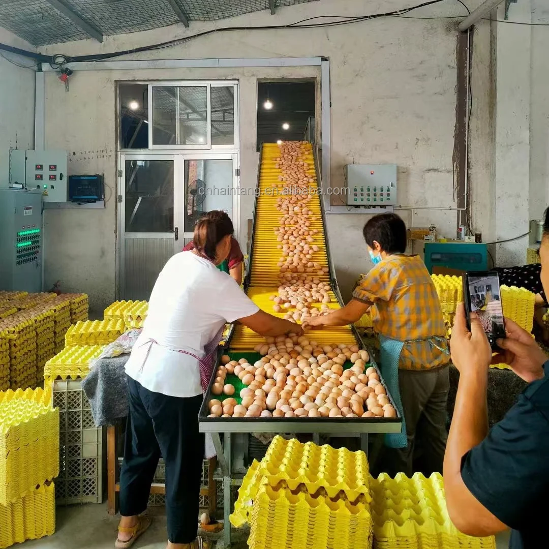 full Automatic H type layer chicken cage with automatic feeding and egg collecting equipment from factory price
