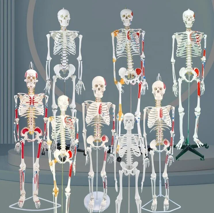 Skeleton with Muscles and Ligaments 180cm Tall  Life Size Human Bone  Anatomical Medical Science Full Size Model