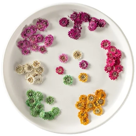 Natural Real Dried Pressed Flowers Leaves Colorful Pressed Anaphalis Sinica DIY Candle decoration Resin Jewry Pendant