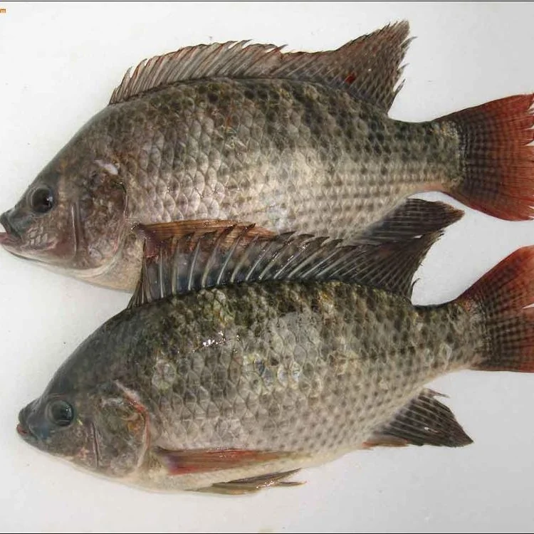 
Good quality frozen sea food frozen tilapia fish whole round price 