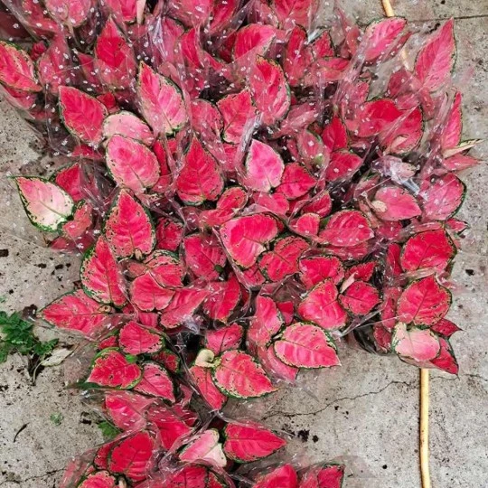 
Hotsale popular Aglaonema 