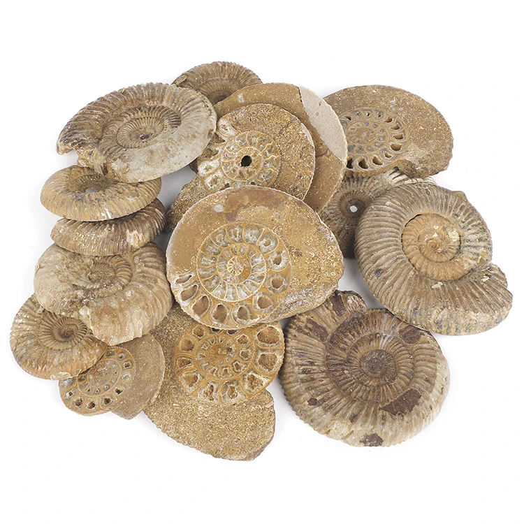 Wholesale 6-8cm Half-cut Large Ammonite Fossil Antique Fossils for Sale