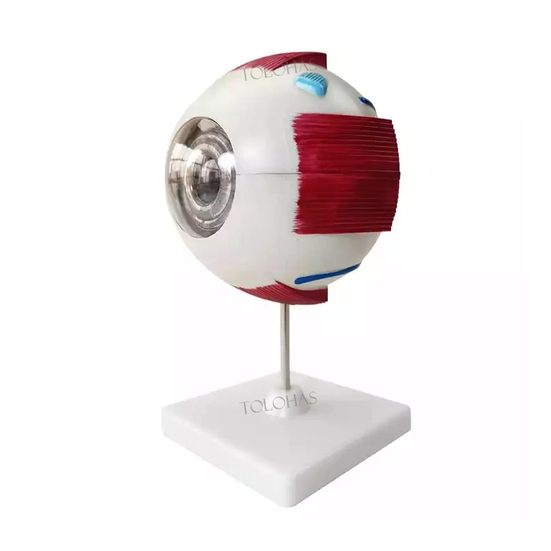 LHN09 Medical science education 3d  plastic eyeball models price school human eye anatomical model