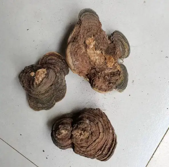 1KG Wild raw medicinal mushrooms dried black Phellinus nigricans fungus for sale