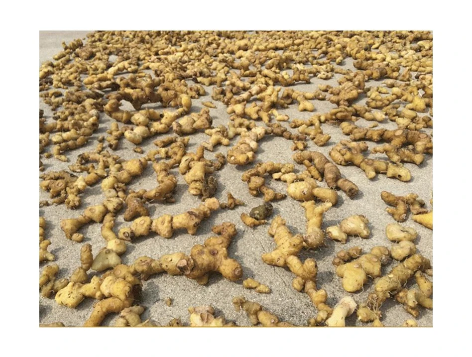 
Hot Selling Good Quality Rhizomes Block Baked Charcoal Polygonatum Yellow Tea 