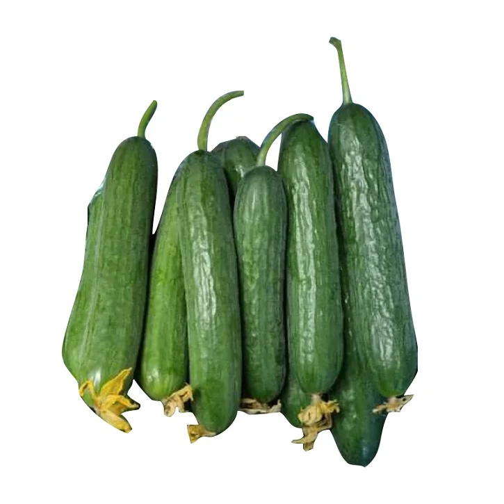 
Manufacturing Reputable and Quality Company Wholesale Fresh And Juicy Young Cucumber Products In Bulk Buy Now For Sale  (10000000987057)