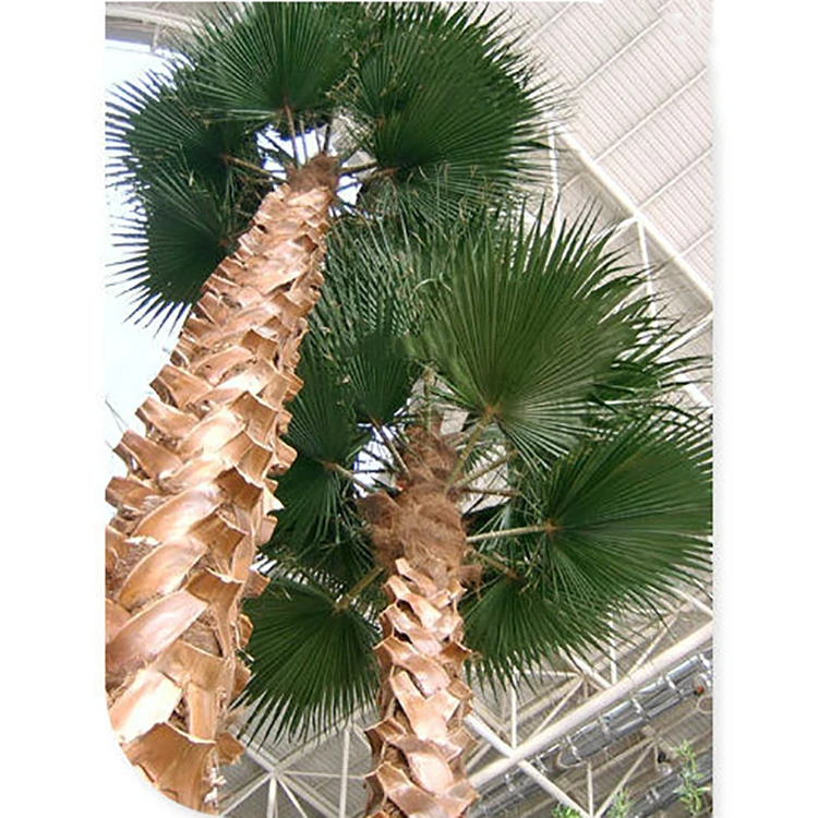 Outdoor Decorative Plastic Fake Leaves Artificial Canary Date Palm Tree