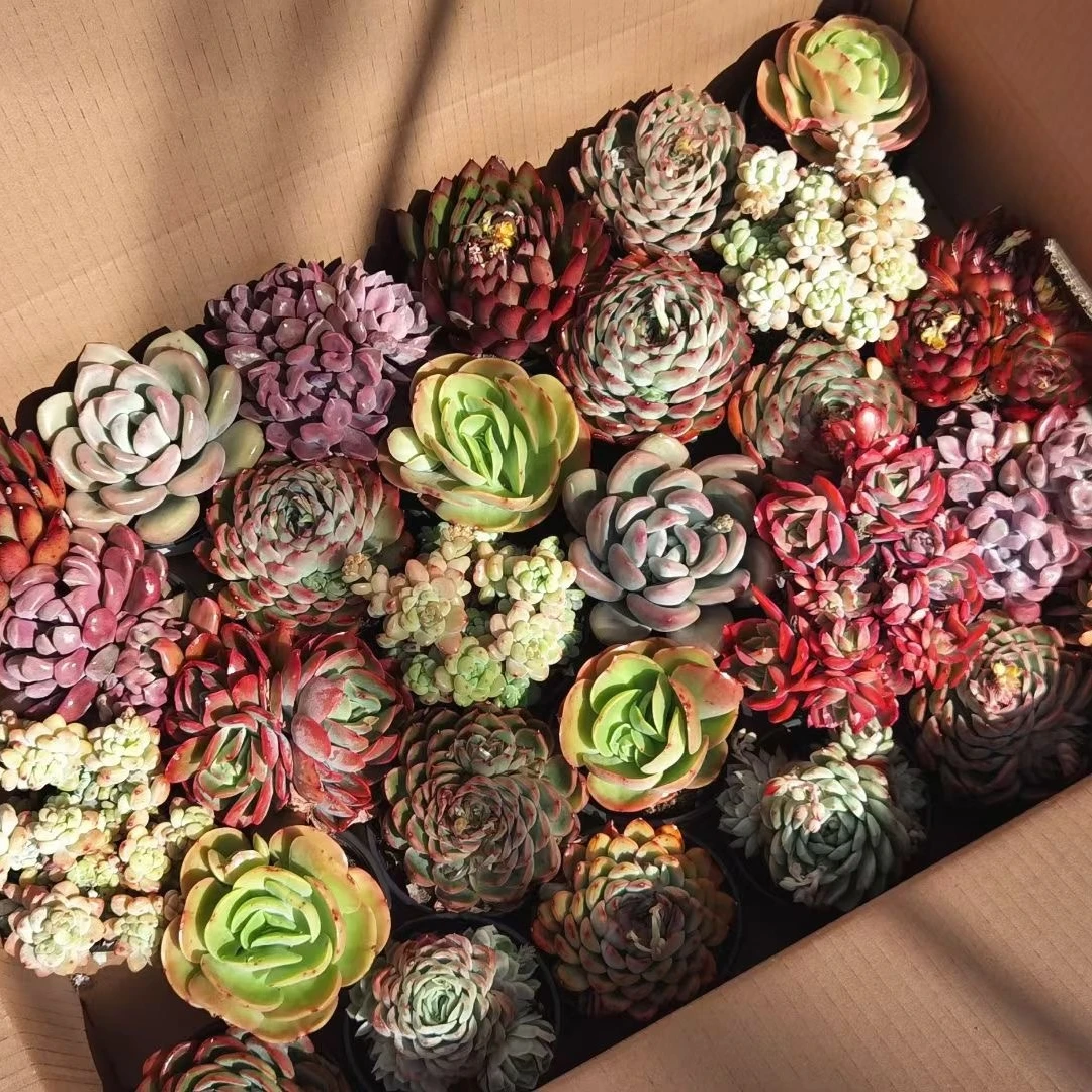 
Wholesale Mixed Succulent box natural plant cactus succulent pot Korea Succulent pot plants Echeveria agavoides 
