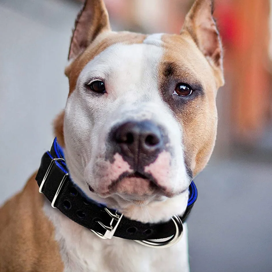 Bull dog large fashion heavy duty nylon tactical training metal fashion dog collar