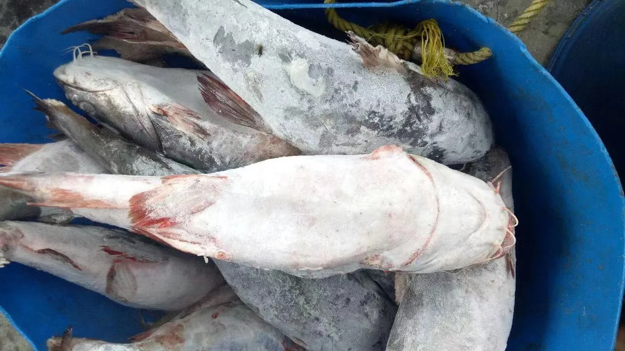 
Good Sale Indonesia Origin Seafood Frozen Sea Catfish 