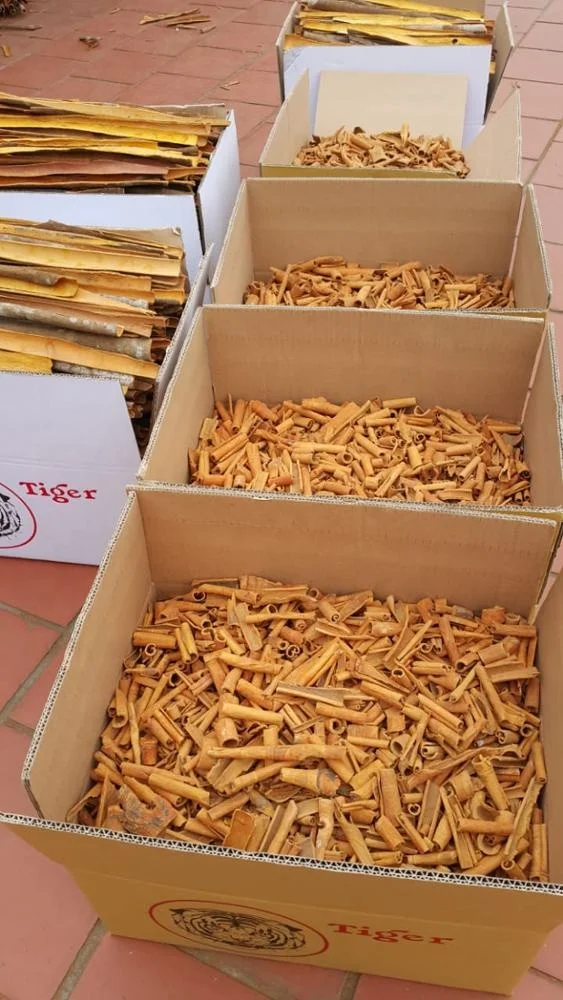 
BROKEN CASSIA PRICE IN VIETNAM KABC, KBBC 