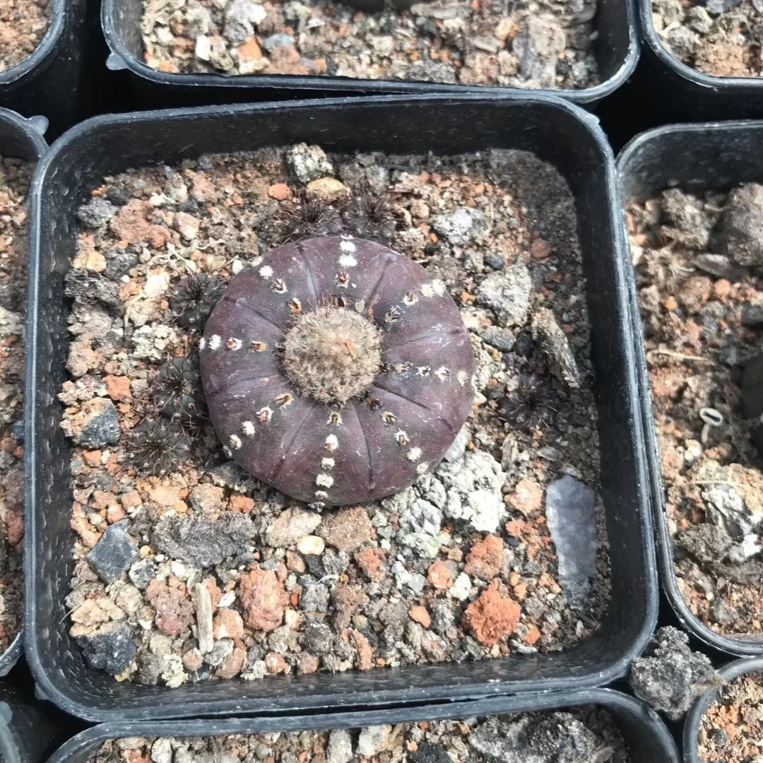 Seeding plant small size cactus Frailea asterioides 2.5-3cm   indoor home gardening woody plant for sale