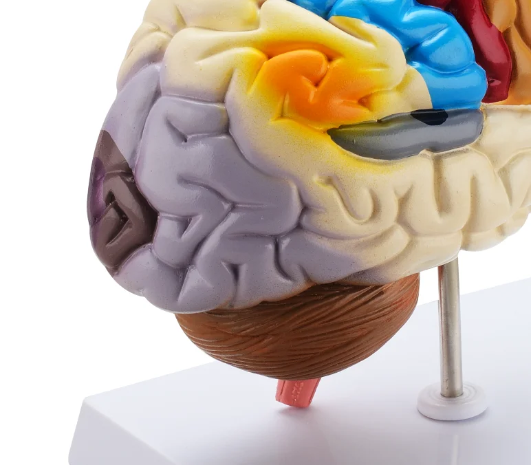 Human brain real anatomical colorful half brain model 3d