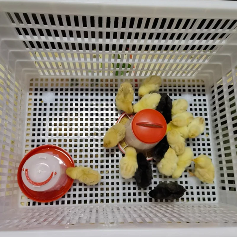 Wholesale poultry drinker feeder automatic chicken feeders and drinkers 1.5kg 3kg 6kg 9kg 12kg poultry feeder