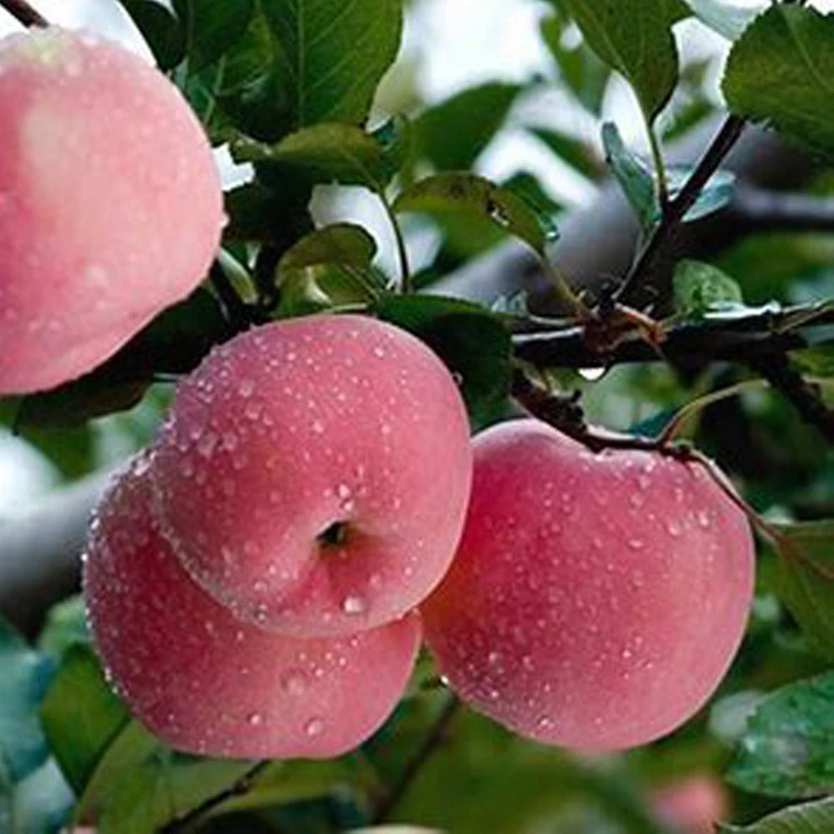 
 Цена на apple в Китае, импорт apple fuji apple  