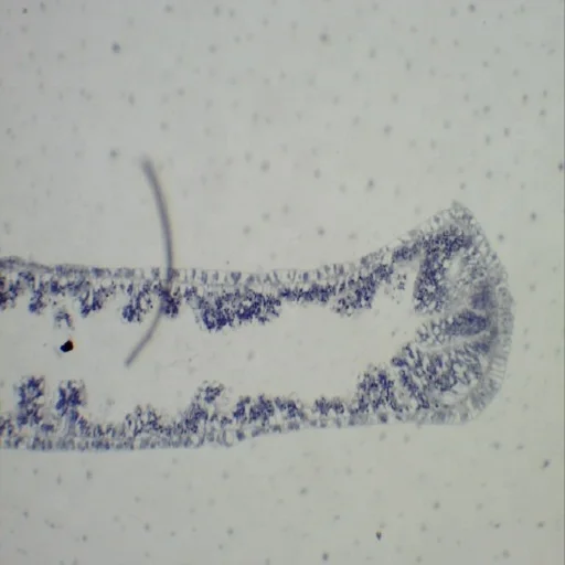 50 pcs Mixed Educational Prepared Microscope Slides Botany Human Animal Prepared Slides Packed in Slide Box