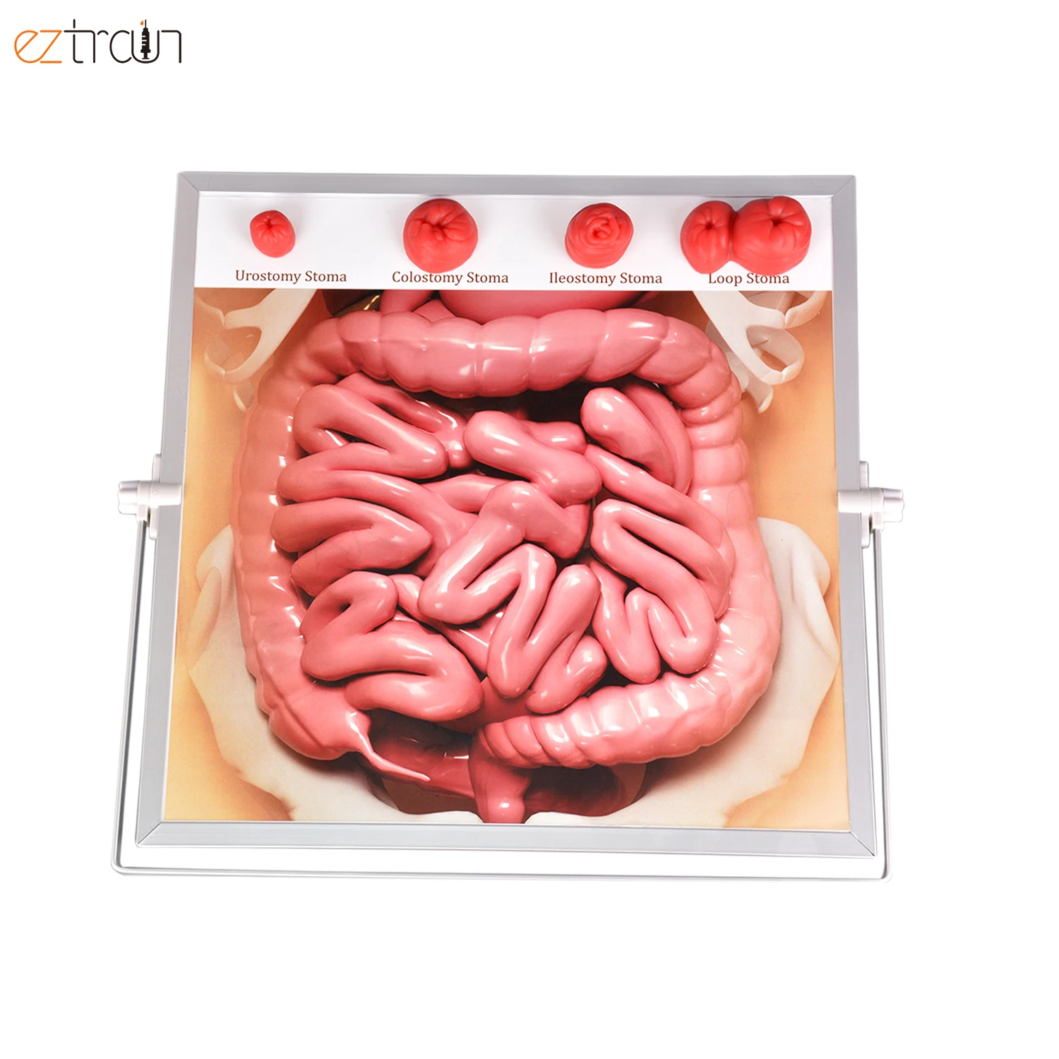 Medical Biological Teaching Ostomy Demonstration kit Model School Anatomy Model
