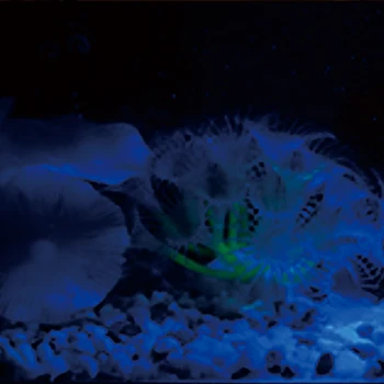 LED air stone for aquarium equipment