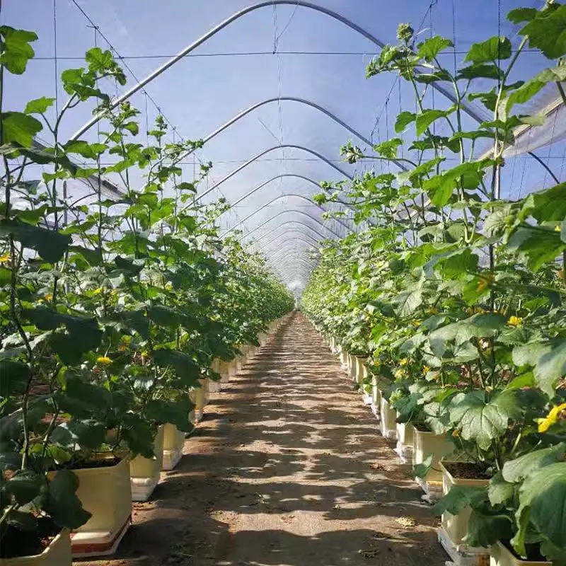 Dutch Bucket Hydroponic System Complete Bato Buckets System