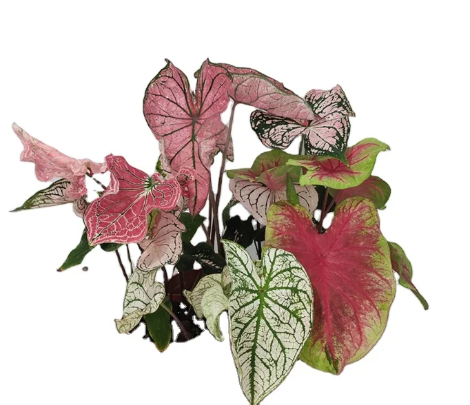 Оптовая продажа, калатея каладиевая двухцветная комнатное Горшечное зеленое растение Декоративное бонсай красивое комнатное растение