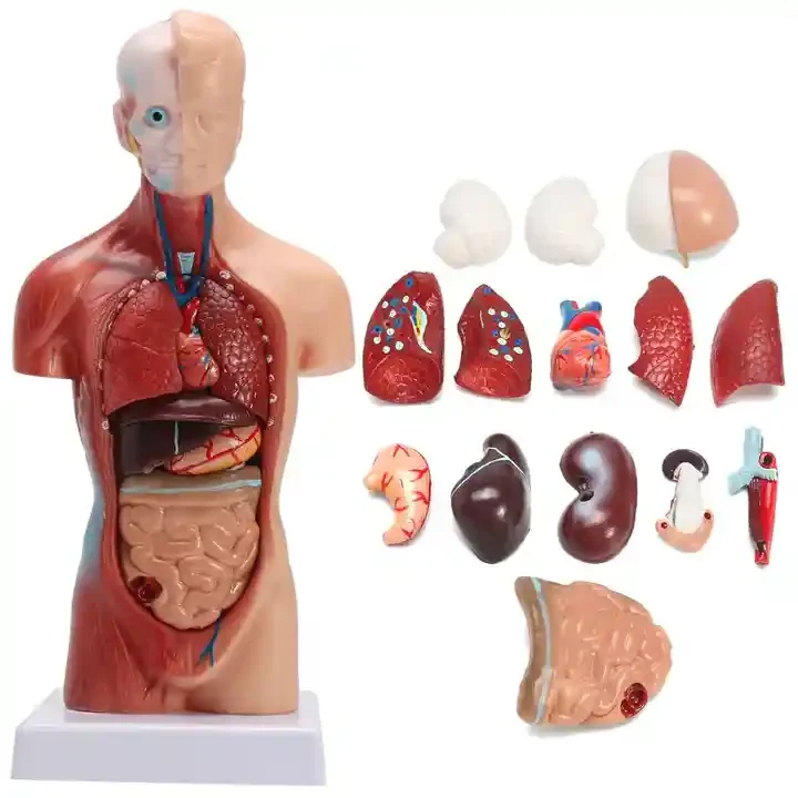 Medical teaching AIDS Bone 28CM human trunk model Human internal organs anatomical model