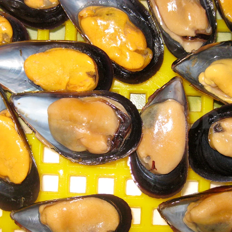 Wholesale High Quality Frozen Cooked Mussel Meat on Sale