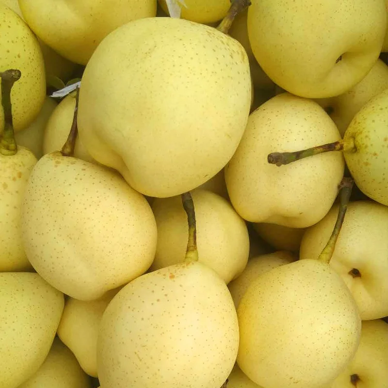 
High quality fresh fruit sweet nutrition ya pear 