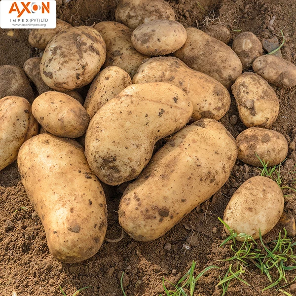 Hot selling export Mozika potato from Pakistan/export quality potatoes