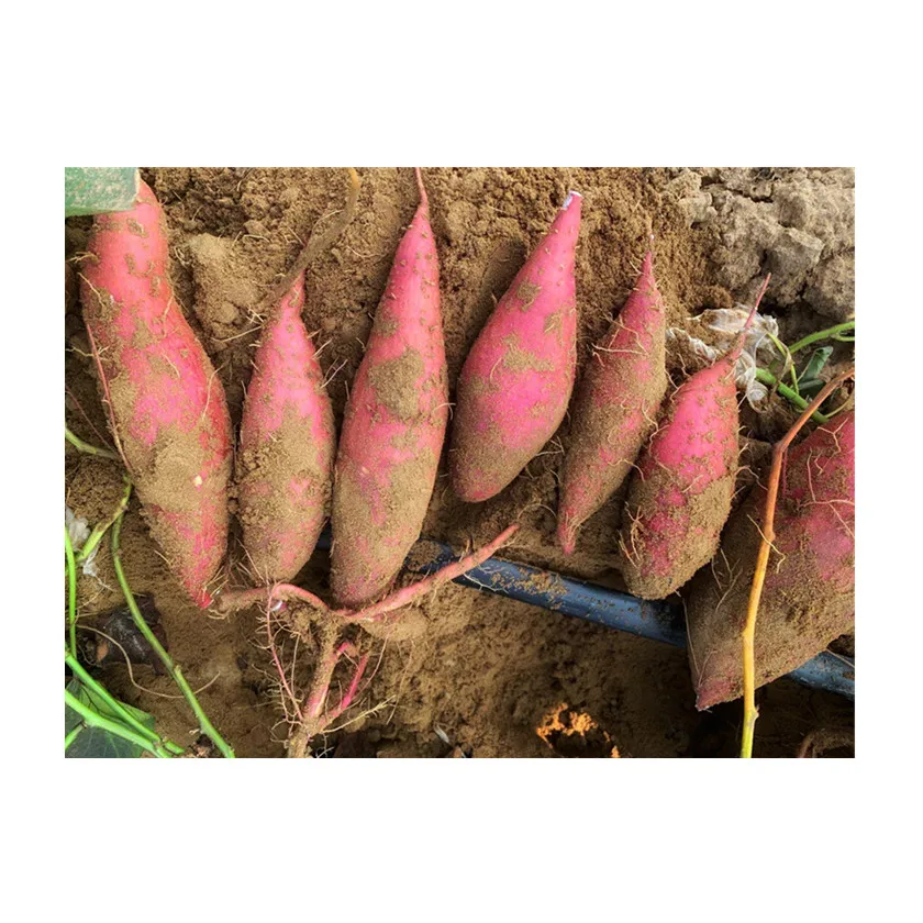 
Fresh sweet potato essential food for weight loss authentic oily red sweet potato 