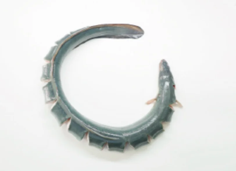 OEM&ODM Customize Eel Frozen Raw Eel Fish Seafood