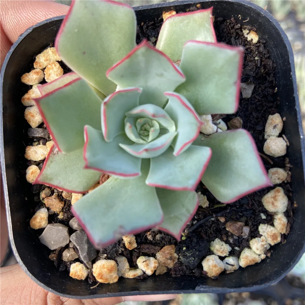 
Hot Sale About5cm Gray Living Plants Succulents Live Plants Set Natural Fresh for Indoor Outdoor Bonsai Plants 