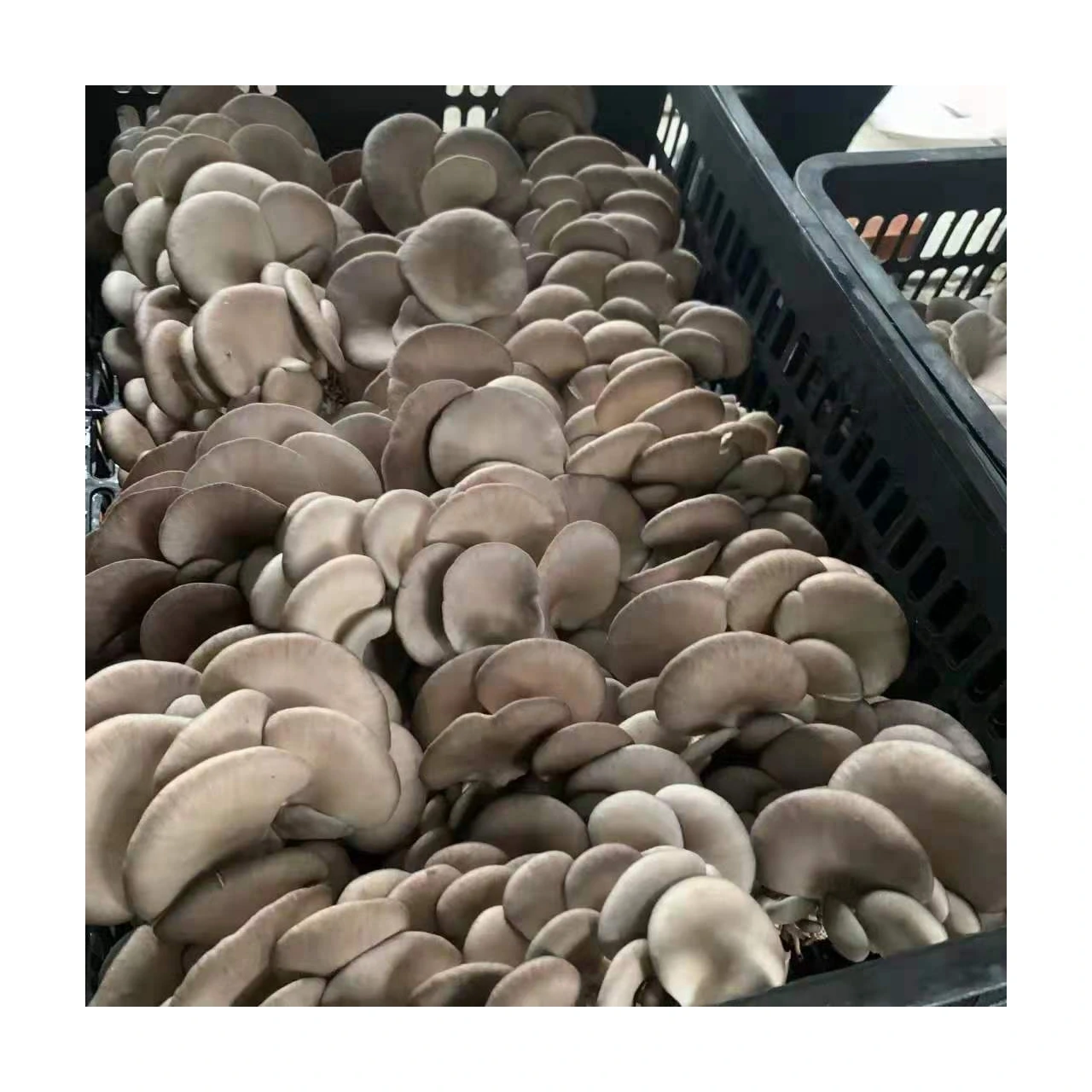 Factory Direct Sales Material Edible Fungi Organic Fresh Oyster Mushroom