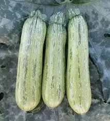 Caserta  F1 Hybrid  Green Caserta Type Vegetable Zucchini Squash Seeds