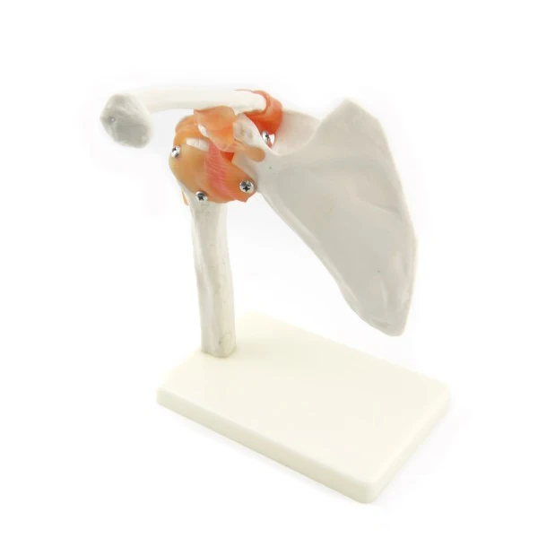 Анатомическая модель плечевого сустава скелета человека с обучающей моделью ligament