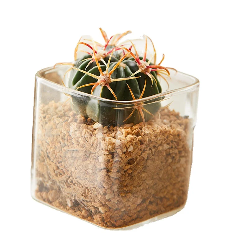 Factory Supply Customized Borosilicate Glass Jar For Succulent Hydroponic Plants