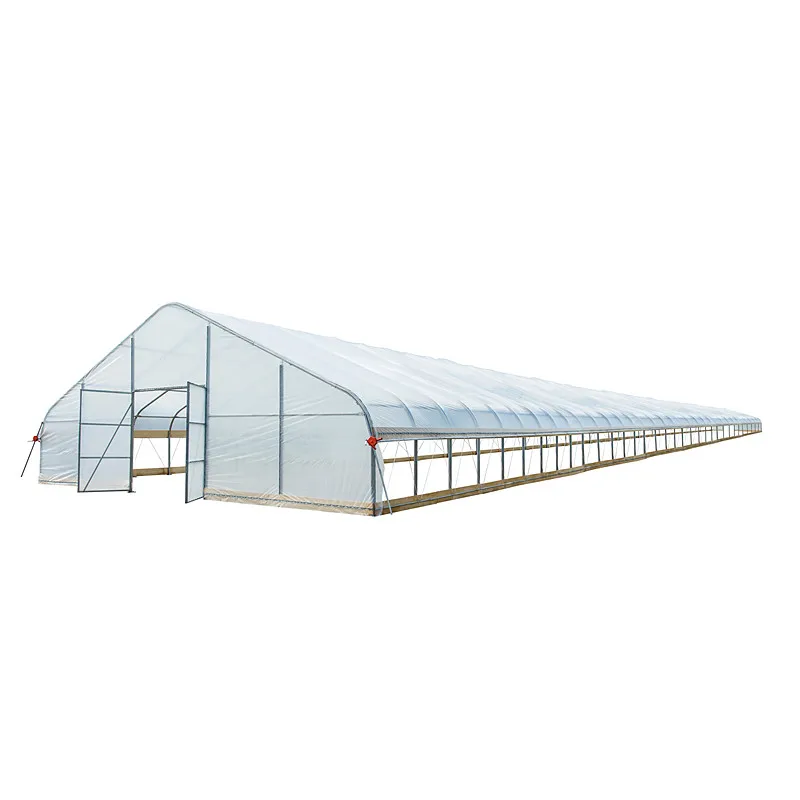 TMG Industry 25ftx100ft укрытие от дождя, EVA тент для выращивания растений, теплица, туннель для сельского хозяйства