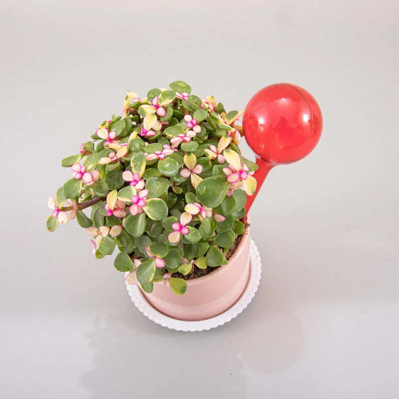 5 L 1Pc Automatic Plant Watering Bulbs Self Watering Globe Balls Water Device Drip Irrigation System for Garden Flower Plants