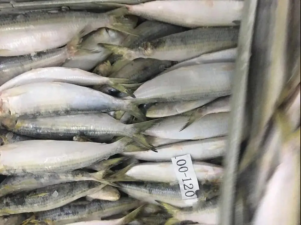 Frozen sardine sardinella longiceps for bait fish