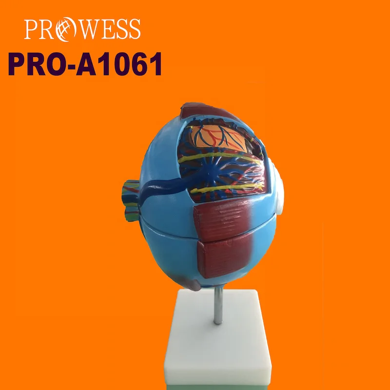 Pro-A1061 Medical science teaching model Ophthalmic Medical Anatomical Model detachable giant Eye Construction teaching  Model