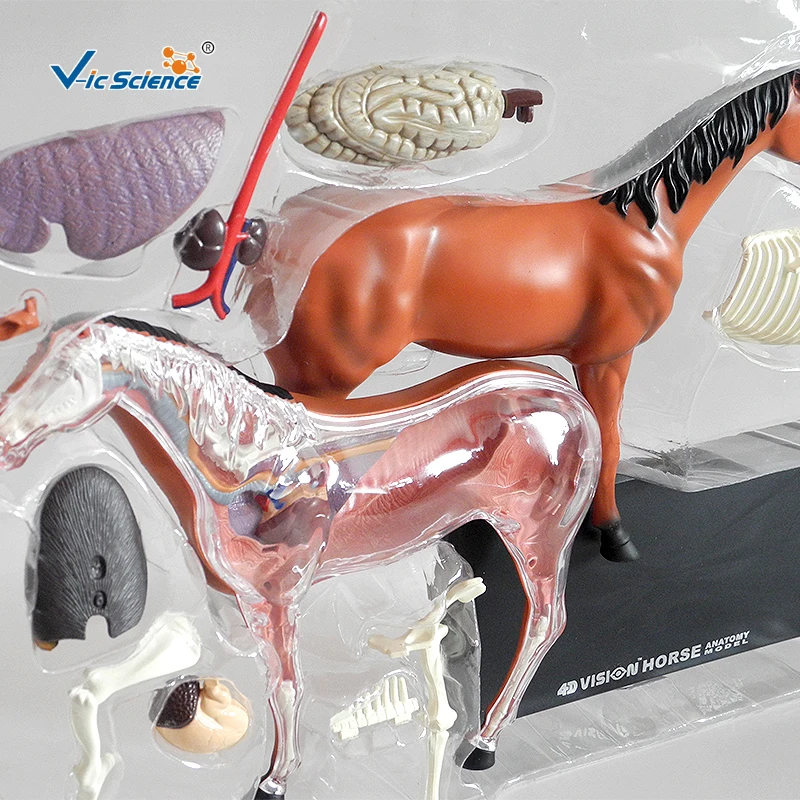 Imported PVC  Horse Anatomical Models of Animals  for Medical Teaching
