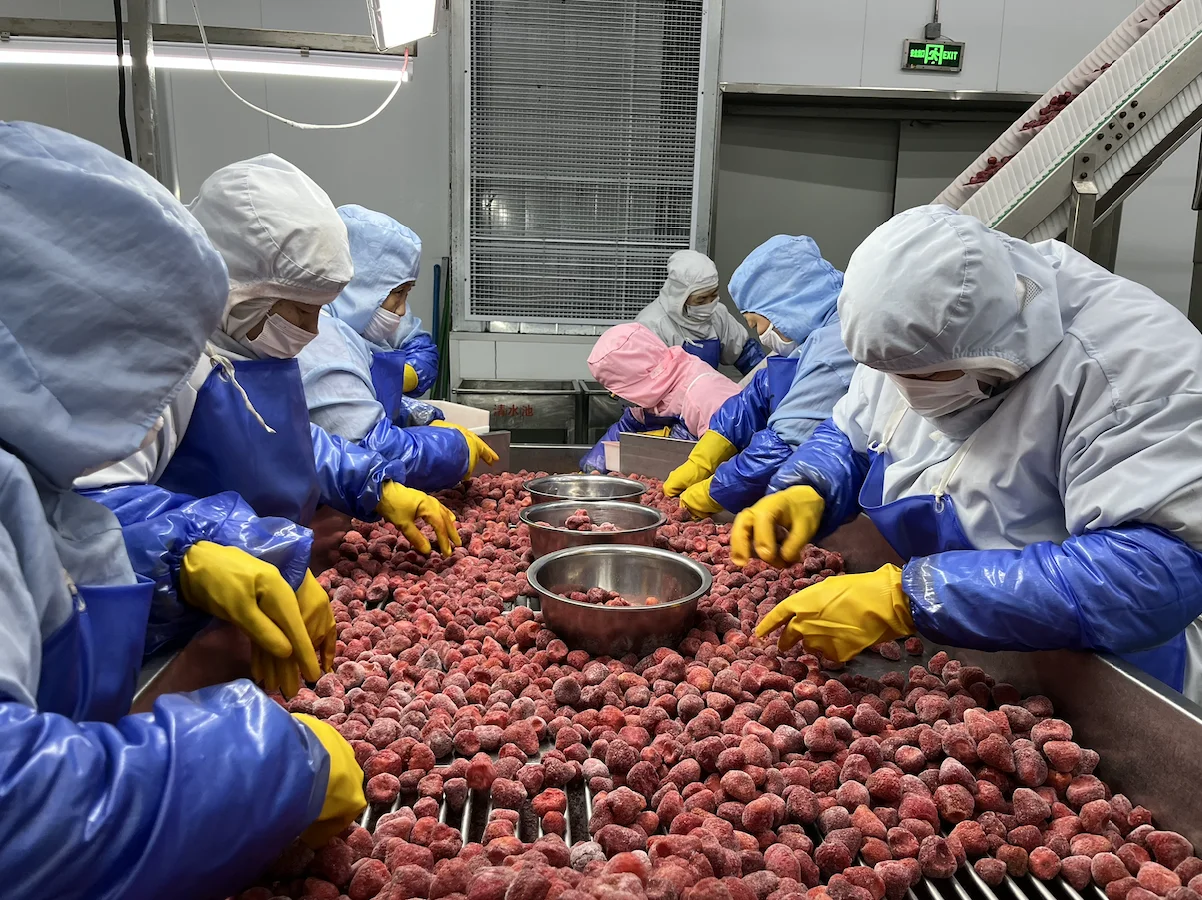 Factory Direct Sale Organic Pure Natural Fresh Sweetness  Frozen Dry Fruits Frozen Strawberries