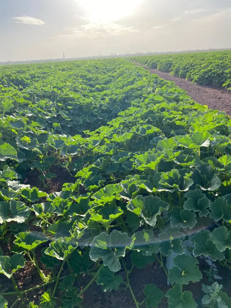 High Quality Sweet Japanese Vegetable Fresh Pumpkin Squash Kabocha